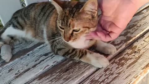 Very kind and cute cat runs to me. Mother Cat