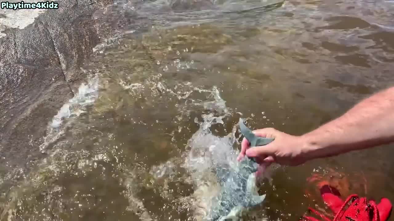 Sea Animal Toys This Summer at the Shore