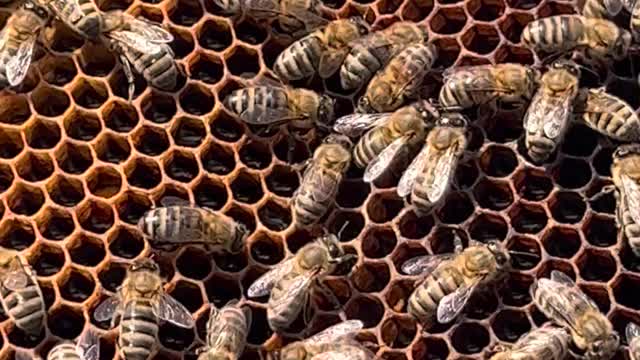 close-up-of-bees