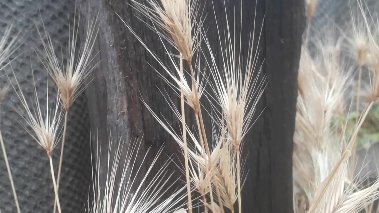 Dried spikelets