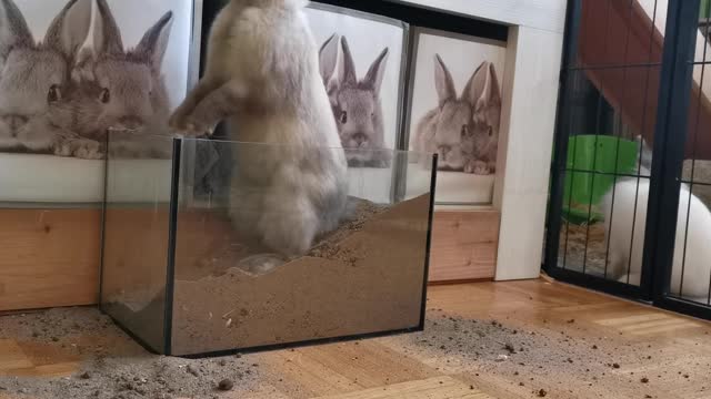 Funny Rabbits playing