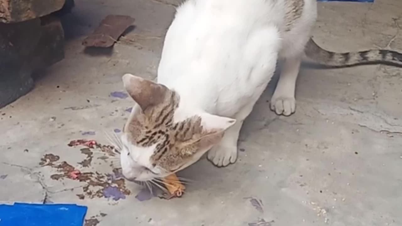 black & white cute cats enjoy chiken ! #cutecats #animals #funny #trending