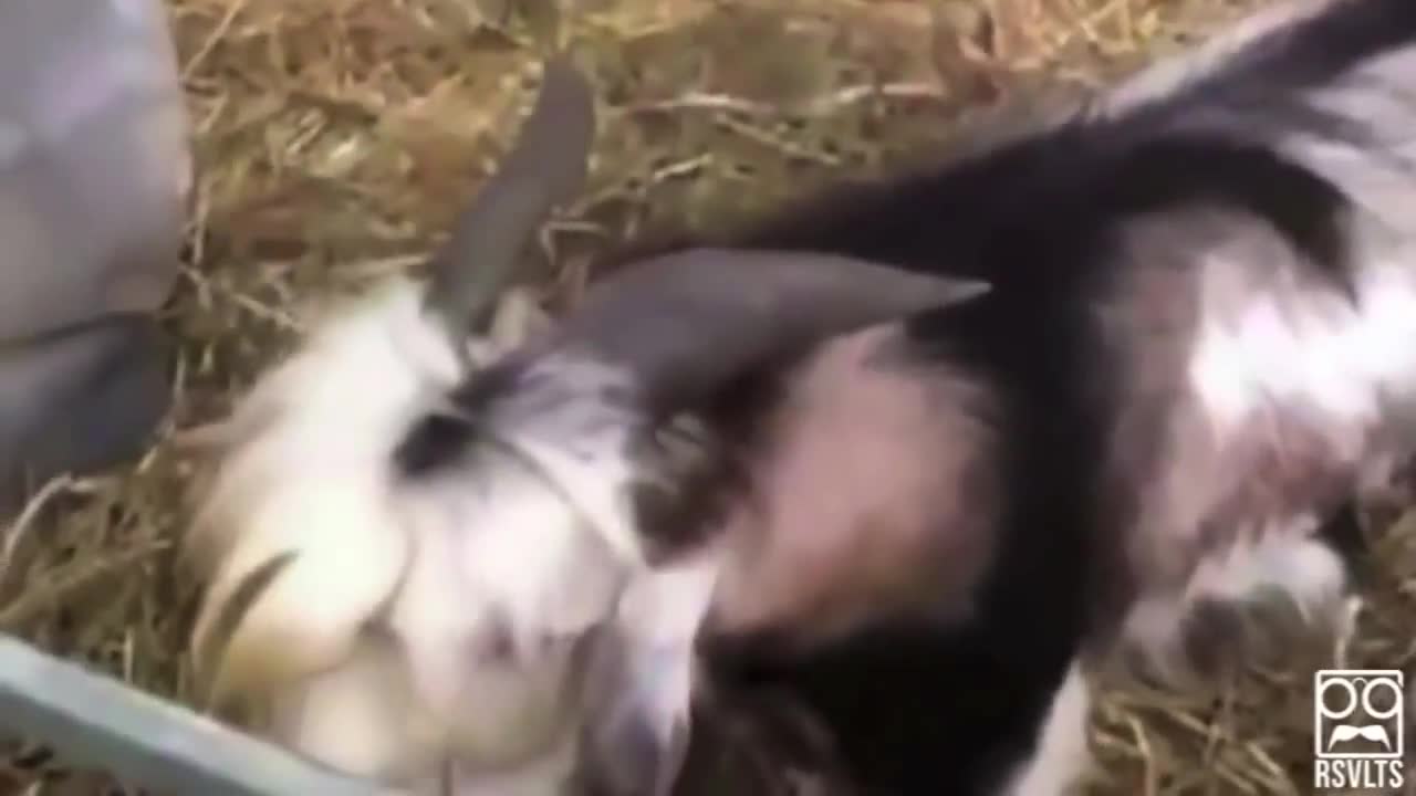 Funny Goats