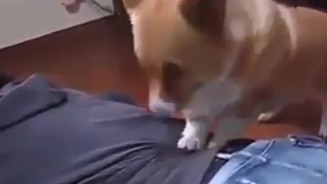 dog getting massage Man