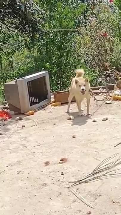 Old TV House For My Dog 🤣🤣