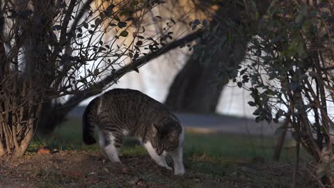 Cat Digging The Soil