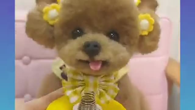 ♥️🐕Smart Dog Video 2021 _|12|