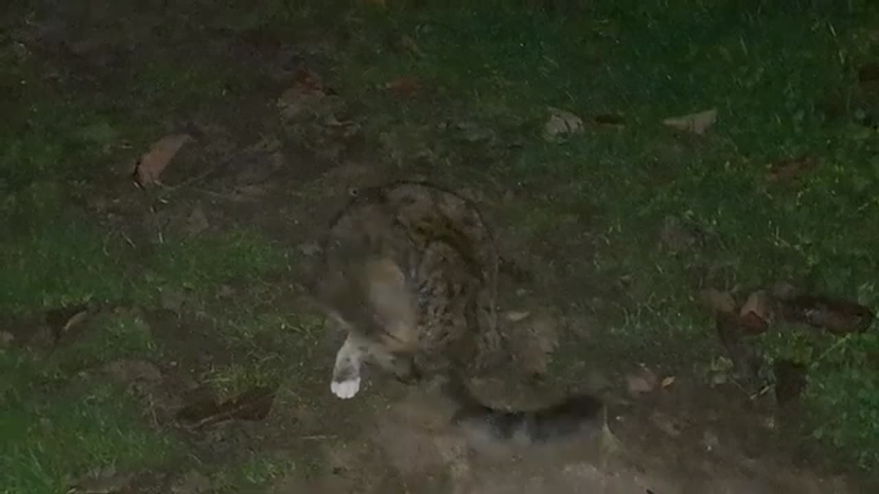 A cute kitten is looking for something in the yard at night.