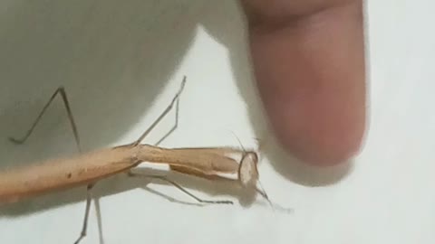 mantis playing