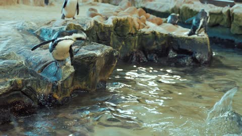 African Penguins Jumping in the Water