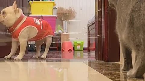 Ohh Shit what is this?🐶