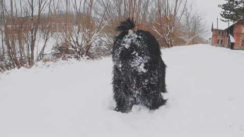 cachorro le encanta meter su cara en la nieve