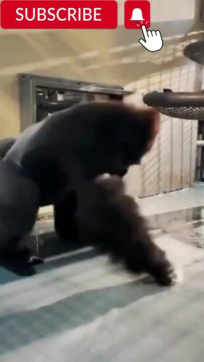 Funny animals cats and dogs Cute Animals dogs cats 🤣😂🥰