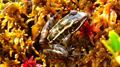 Pickerel frog