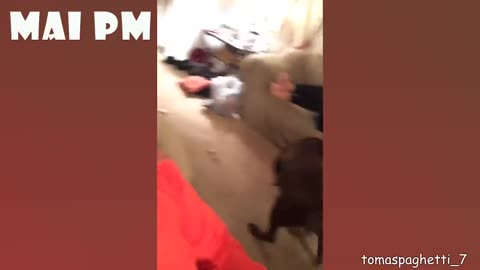FUNNY DOGS - COMPILATION 13