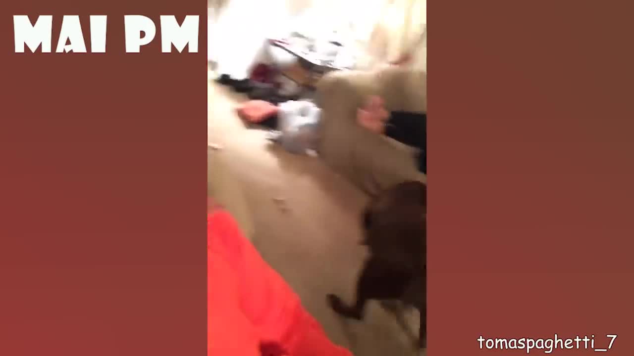 FUNNY DOGS - COMPILATION 13