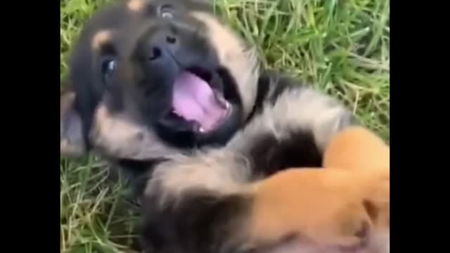 The puppy seems to be afraid of being tickled