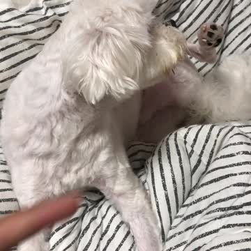 Bother a puppy with a finger