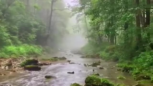 The mother monkey was crossing a river with her two children when she lost one of them