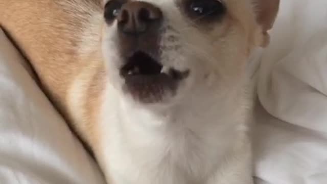 White chihuahua dog says i love you on white bed