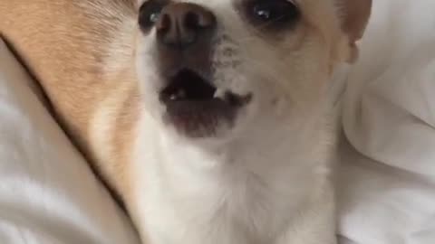 White chihuahua dog says i love you on white bed