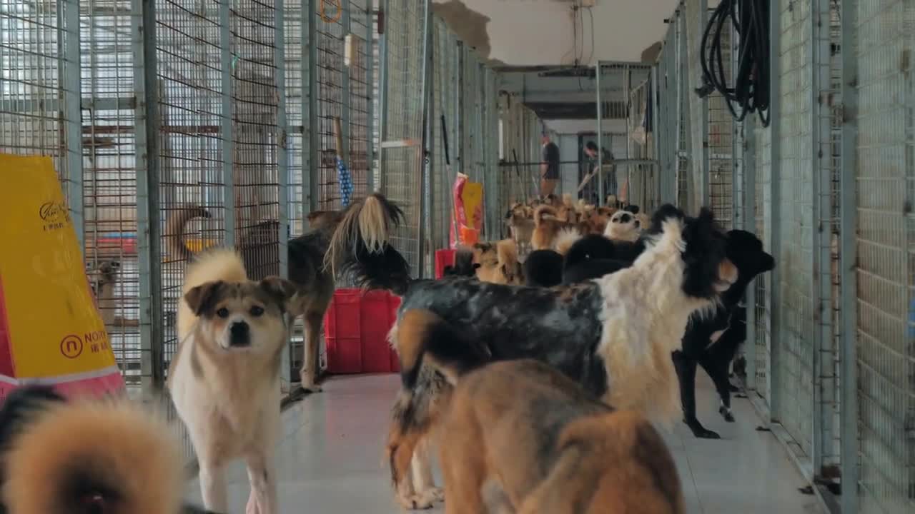 Unwanted and homeless dogs of different breeds in animal shelter