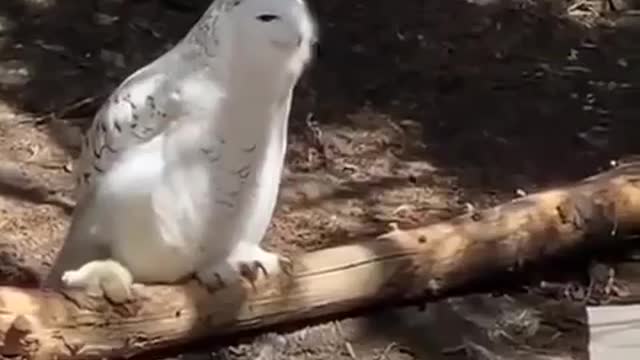 😂😂A Beautiful White Owl...