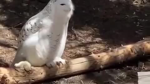 😂😂A Beautiful White Owl...