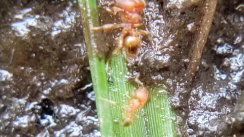 Ants enjoying in my flowerpot