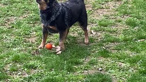 Dog freaks out at bird