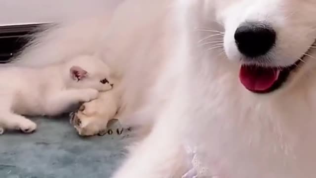 that dog playing with lessi with in funny way 😂😂