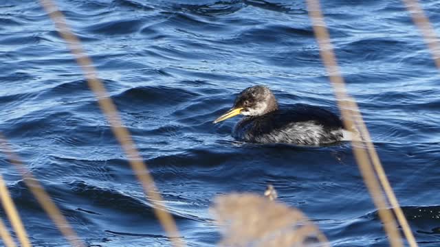 Red necked Grebe