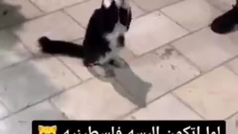 Funny cat 😜🤪😅