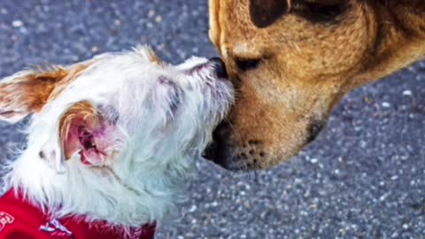 Dogs sympathize with each other