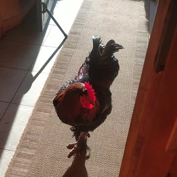 Sapphire came in the morning