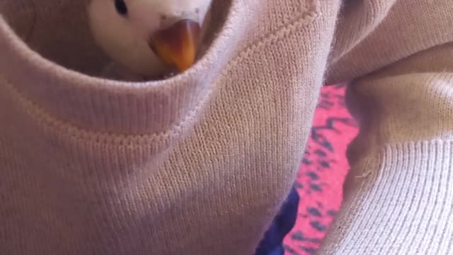 love bird in the pocket