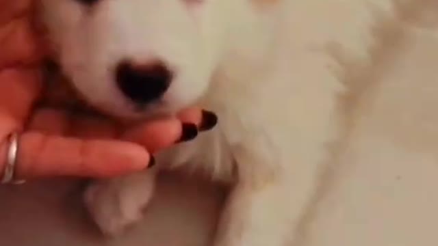 Funny dog video ❤️ cute puppy