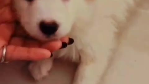 Funny dog video ❤️ cute puppy