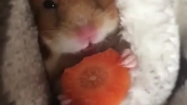 Carrots are delicious