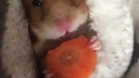 Carrots are delicious