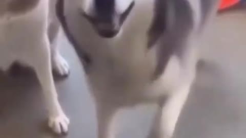 Husky On A Funny Dance Moment