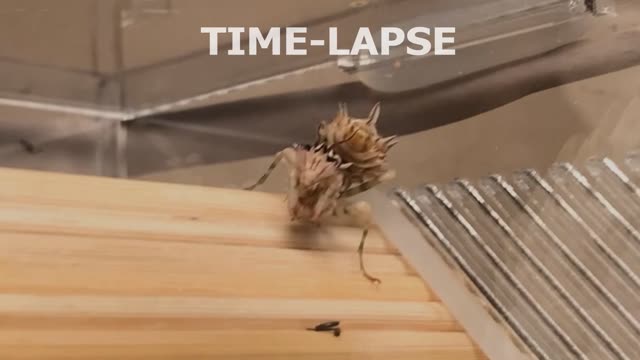 Time-Lapse of Spiny Flower Mantis Eating