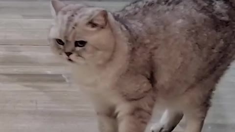 #cat #funnycatvideos #funnyvideosFunny cat videos 2021 🐱 Try not to Laugh, 😂