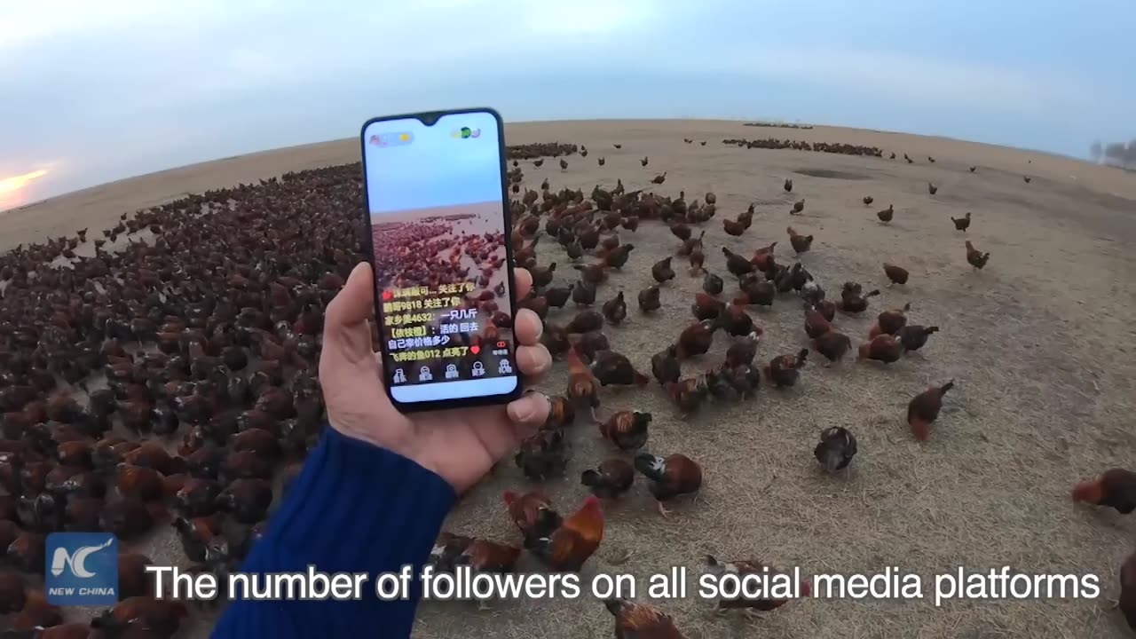 Chinese farmer and his 70,000 chickens become online celebrities