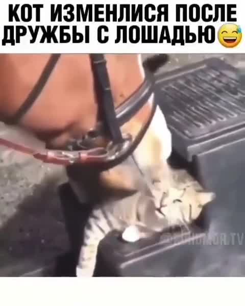 The cat became a horse