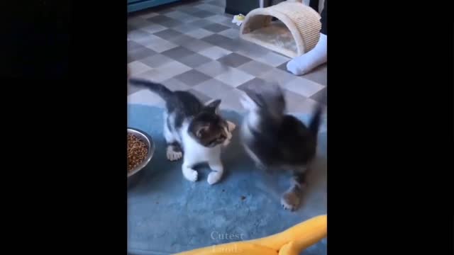 Cats fight for fish