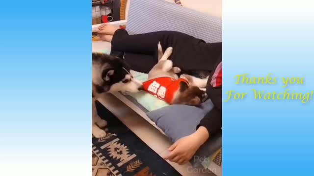 Husky wants more attention funny video