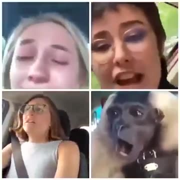 3 libs & a monkey