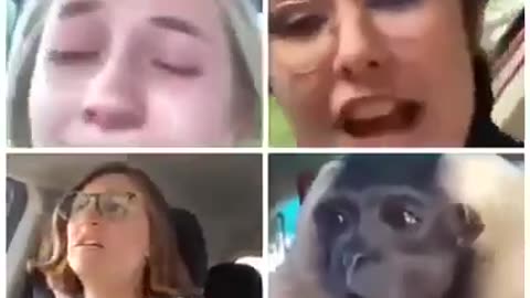 3 libs & a monkey