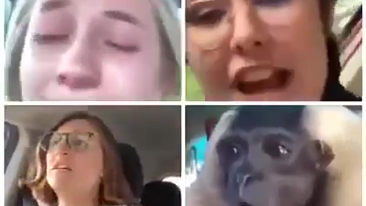 3 libs & a monkey